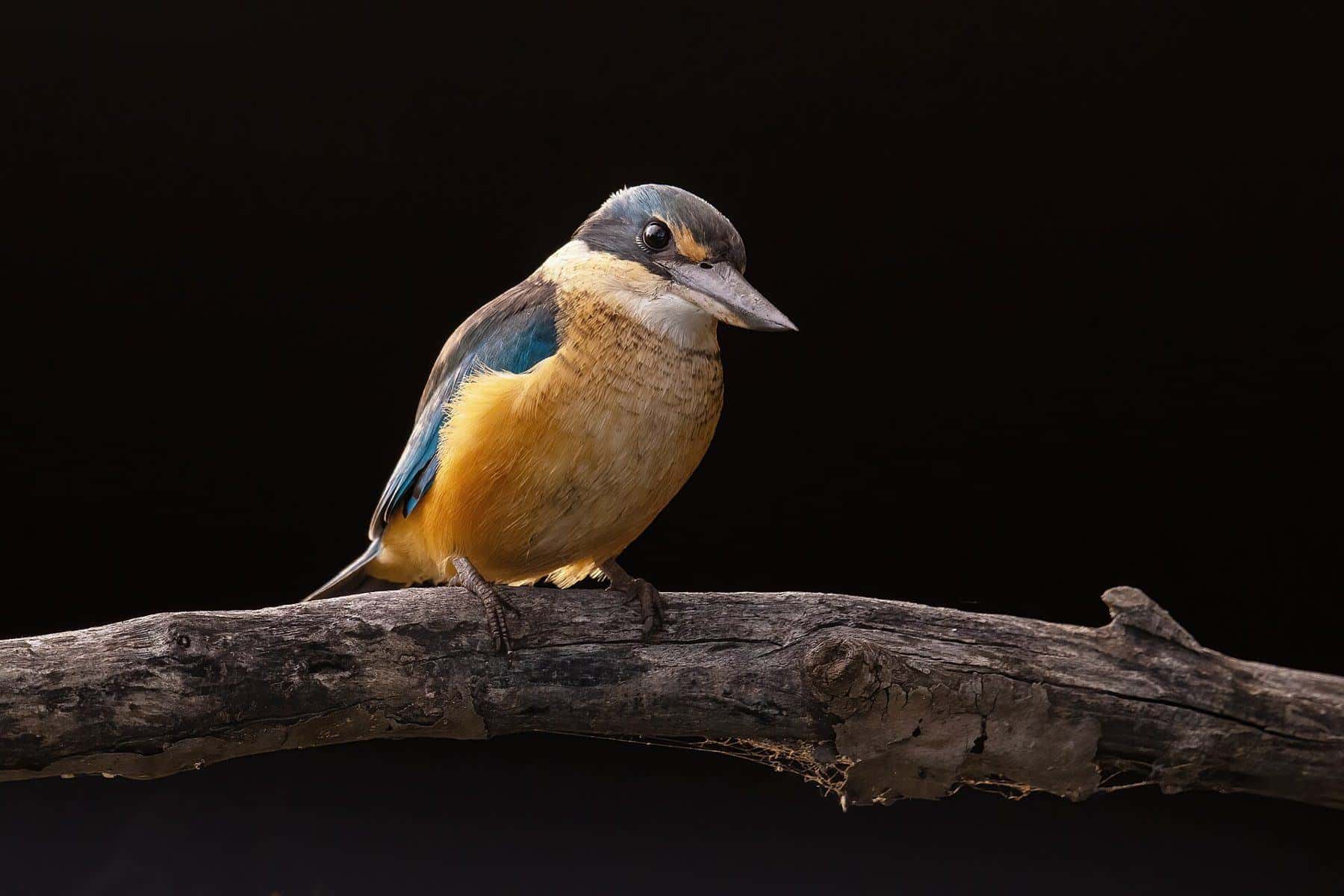 A sacred kingfisher perched on a branch at Sydney Olympic Park